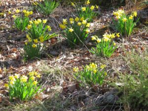 early daffodil bulbs 