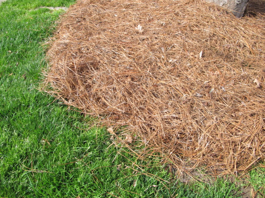 pine straw