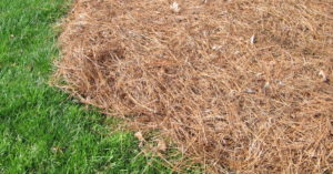 pine straw mulch, good for strawberries