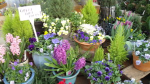 early spring offerings at garden center, potted bulbs, violas, lemon cypress