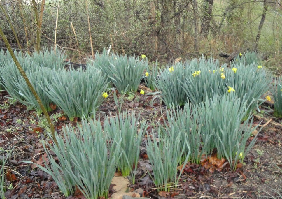 Organic Lavandula angustifolia 'Sarah' Sarah Lavender Plants from Mountain  Valley Growers