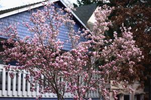 pink flowers, saucer magnolia