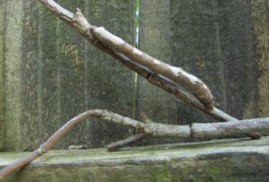 caterpillar and dogwood twig
