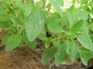 oregano with thrips damage from herb gardens