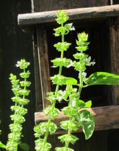 basil going to seed, kept for American goldfinches