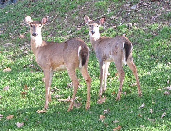 deer might be able to reach the hanging basket