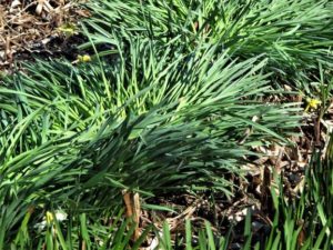 daffodil leaves, no flowers