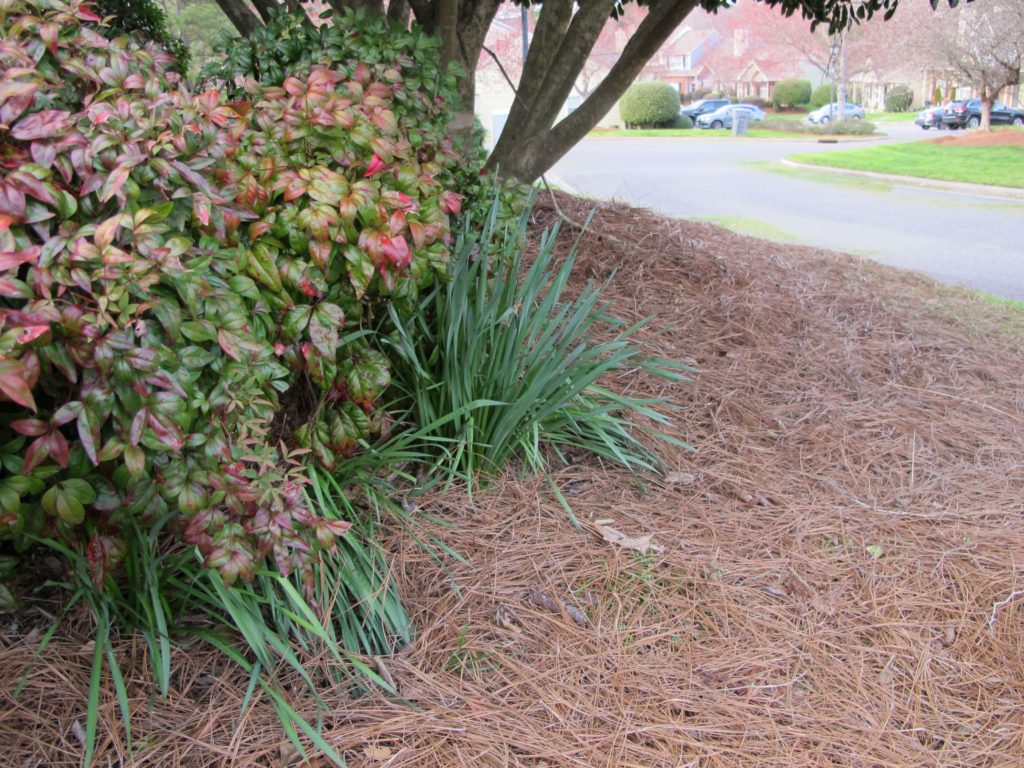 daffodil bulbs shaded under shrubs
