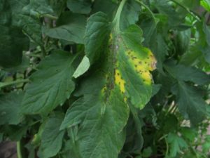 tomato disease septoria?