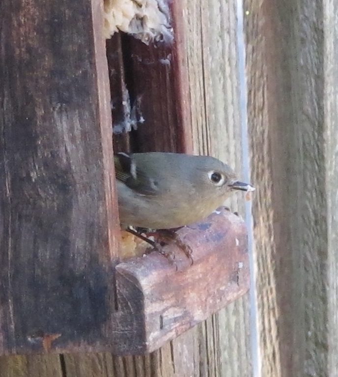 ruby crowned kinglet