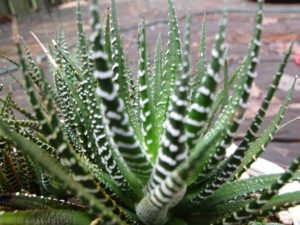 haworthia fasciata