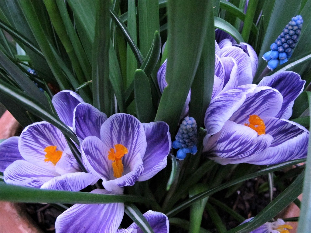 lasagna pot, crocus and muscari