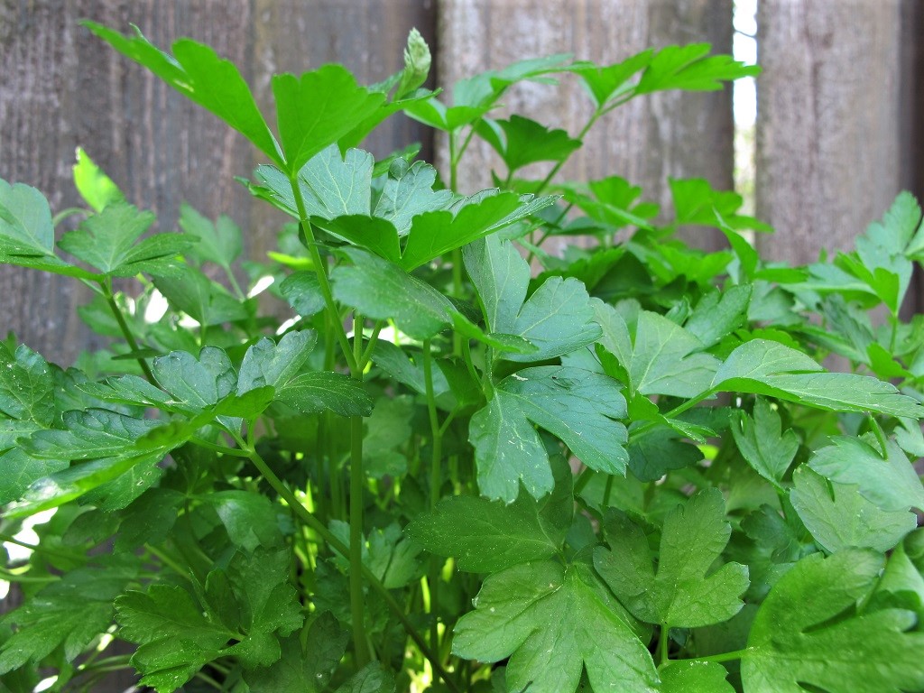 flat-leaf parsley