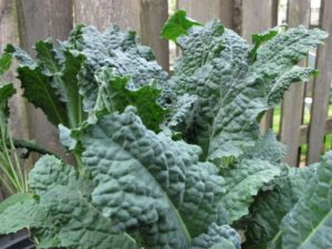 dinosaur kale, one of our favorite cool season vegetables