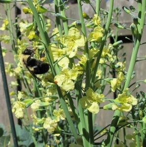 bumble bee on flowering broccoli