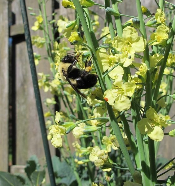 broccoli flowers and bumblebee