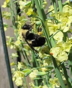 broccoli flowers and bumble bee, early pollinators