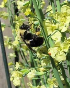 broccoli flowers and bumblebee