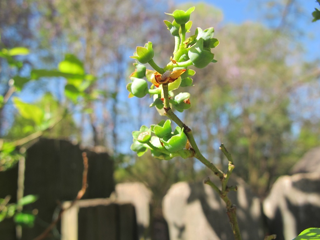 blueberry with young fruits