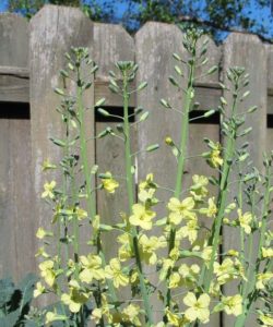 broccoli arcadia flowers