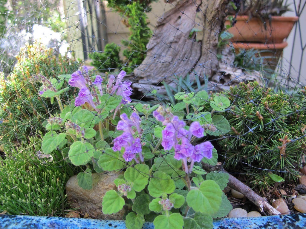 The Plant Hunter 2012