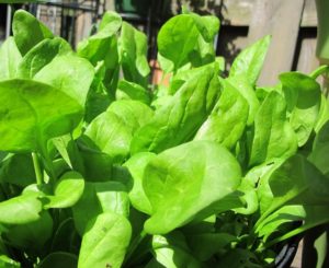 spinach 'Monstrueux de Viroflay' in pot, early spring