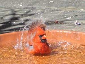 cardinals bathe, watching while Coronavirus keeps us home.