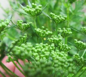 parsley attracts bees and butterflies, black swallowtail butterfly egg