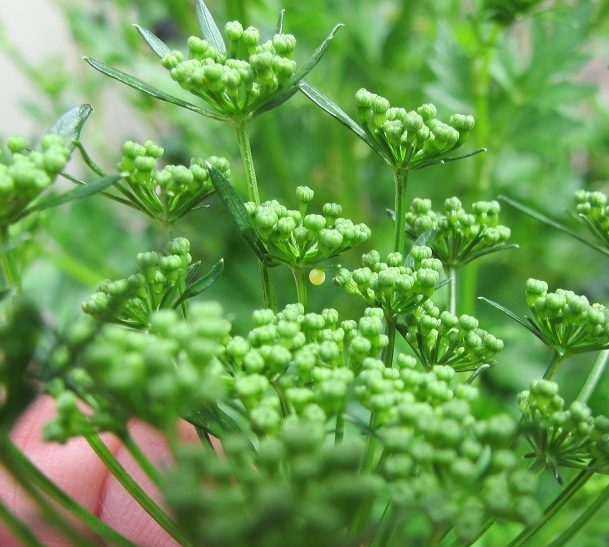 bees and butterflies, parsley