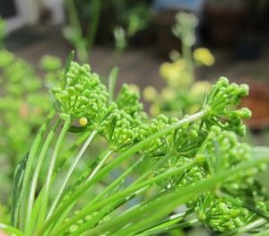 black swallowtail butterfly egg on parsley