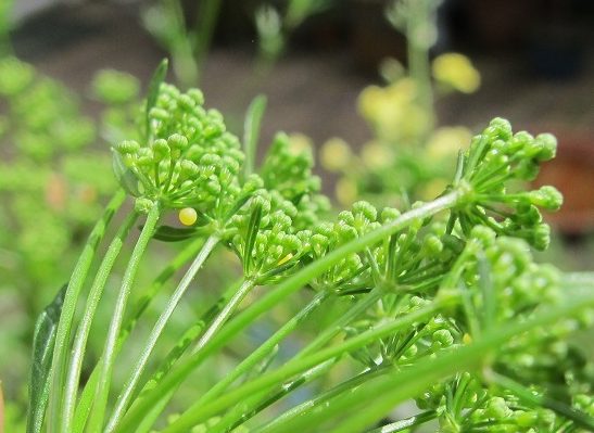 black swallowtail butterfly egg on parsley