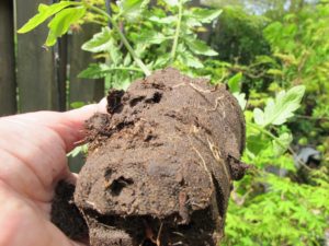 tomato transplant in peat pot