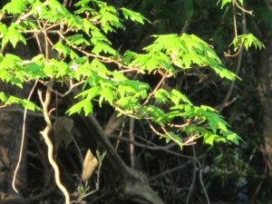 tree leaves