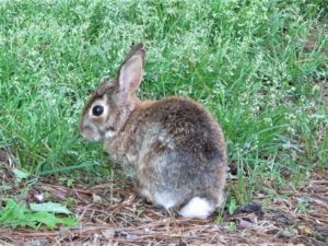 quick tips: dont feed the rabbits!