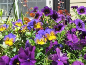 purple calibrachoa survived the winter