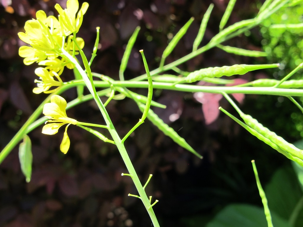 Late To The Garden Party Bloom Day June 2019