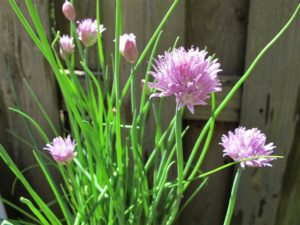 chives in flower
