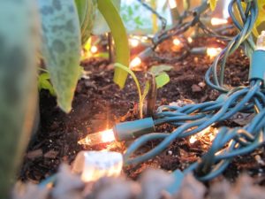 Using Miniature Lights For Warmth The Farm In My Yard