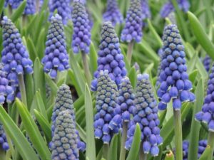 blue grape hyacinths 