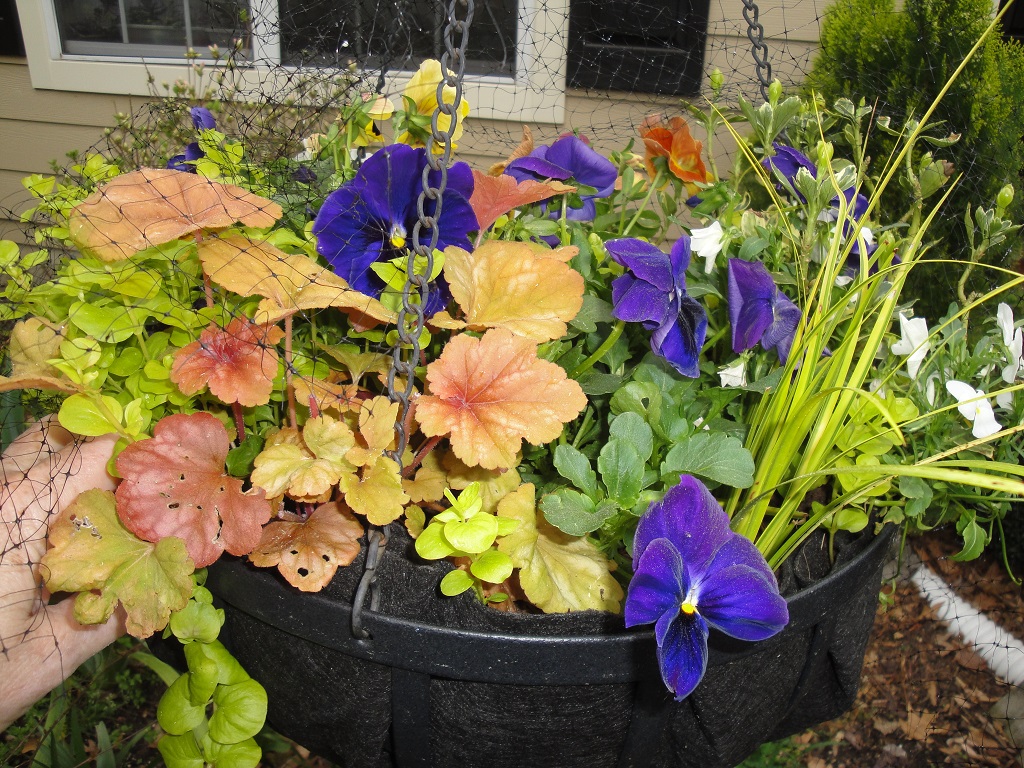 wire basket with pansies in bloom