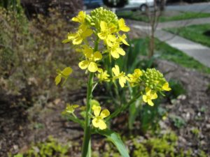 mustard greens flowers