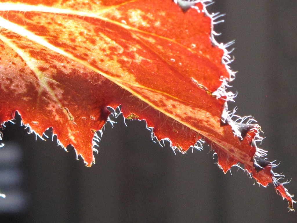 rex begonia leaf