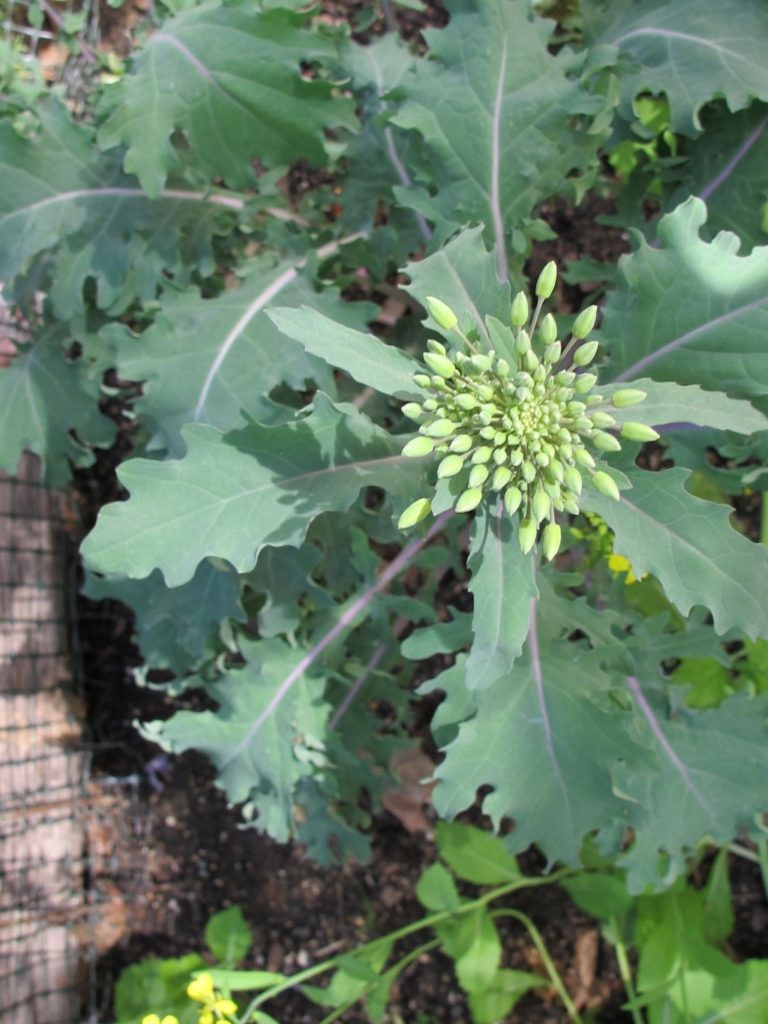 Basic Horticulture Archives » The Farm In My Yard