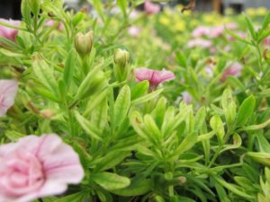 calibrachoa with chlorosis