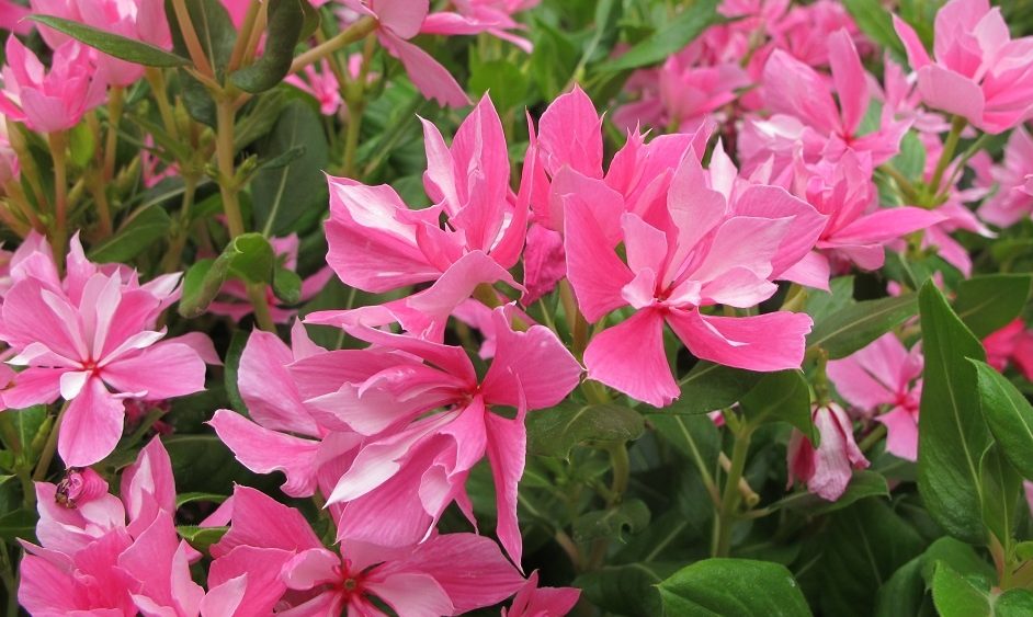 double pink vinca--less nectar for bees and butterflies