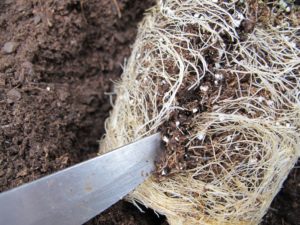 scoring the root ball before planting hanging basket