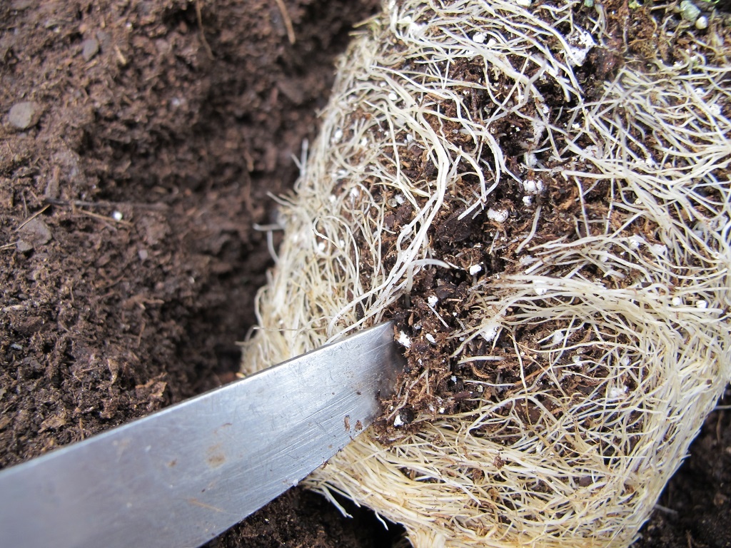 scoring the root ball