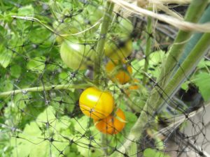 sun gold tomato