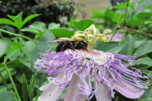 passiflora in new gardens