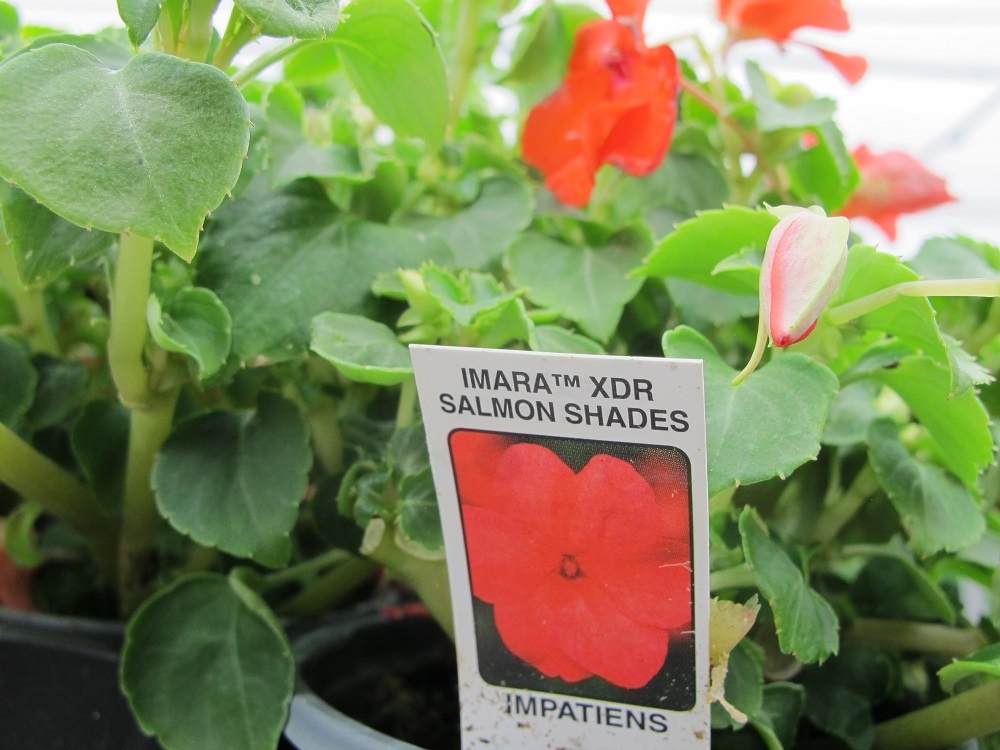 impatiens 'Imara', orange, nice in a strawberry jar